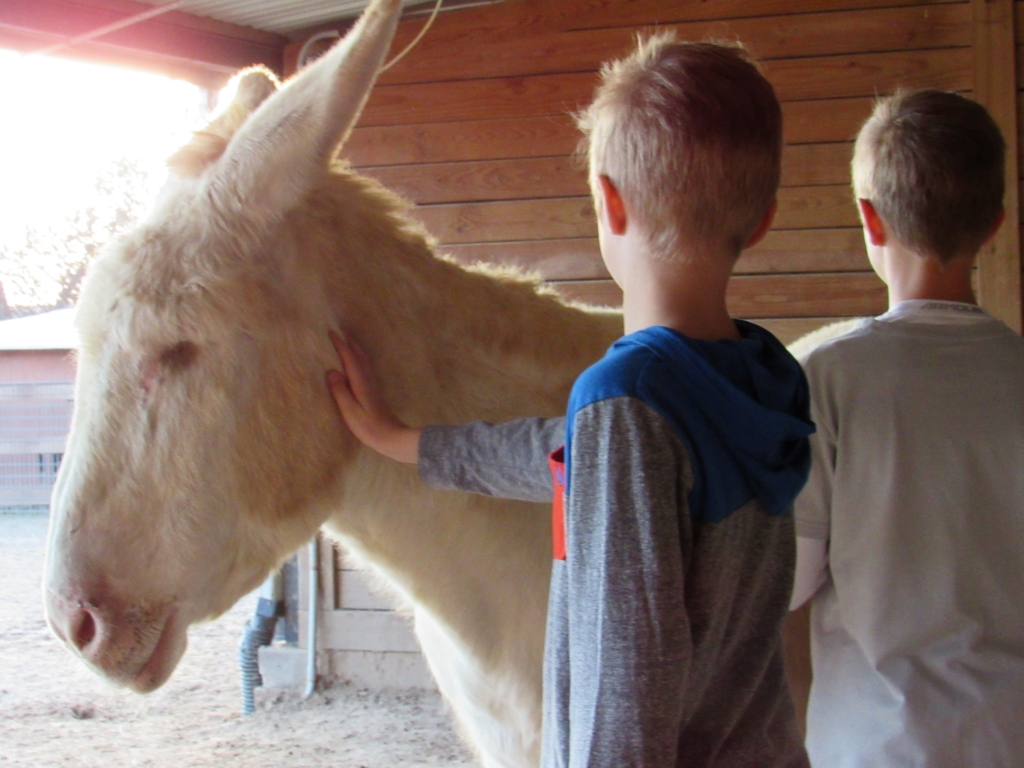 Ranch Hands Rescue